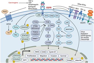 Nanomedicine in HNSCC therapy-a challenge to conventional therapy